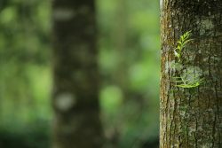 Mossy tree trunk in green forest forest close up foogallery sample image 10
