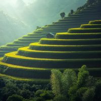 Golden rice terraces in the hills rice terraces foogallery sample image 2