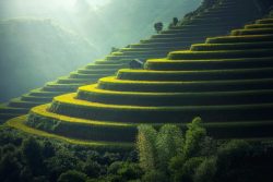 Golden rice terraces in the hills rice terraces foogallery sample image 2